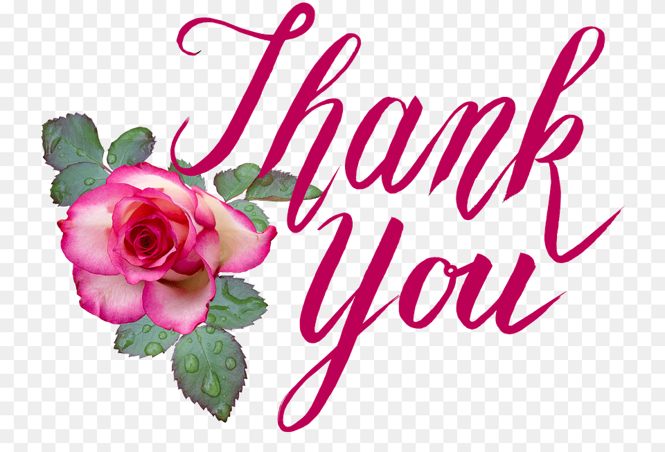 Thank You Rose Love Romantic Florist Greeting, Flower, Plant Png