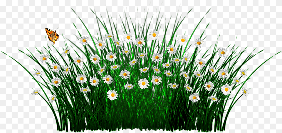 Thank You Sheep Clipart, Daisy, Flower, Plant, Grass Free Png