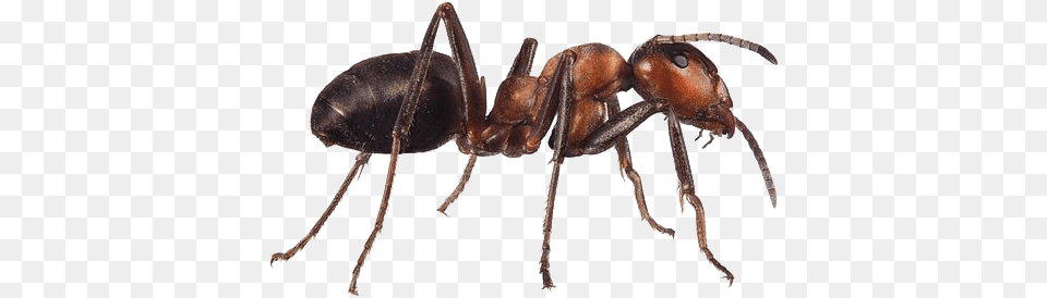 Thank You To Our Muses Ant, Animal, Insect, Invertebrate Free Png Download