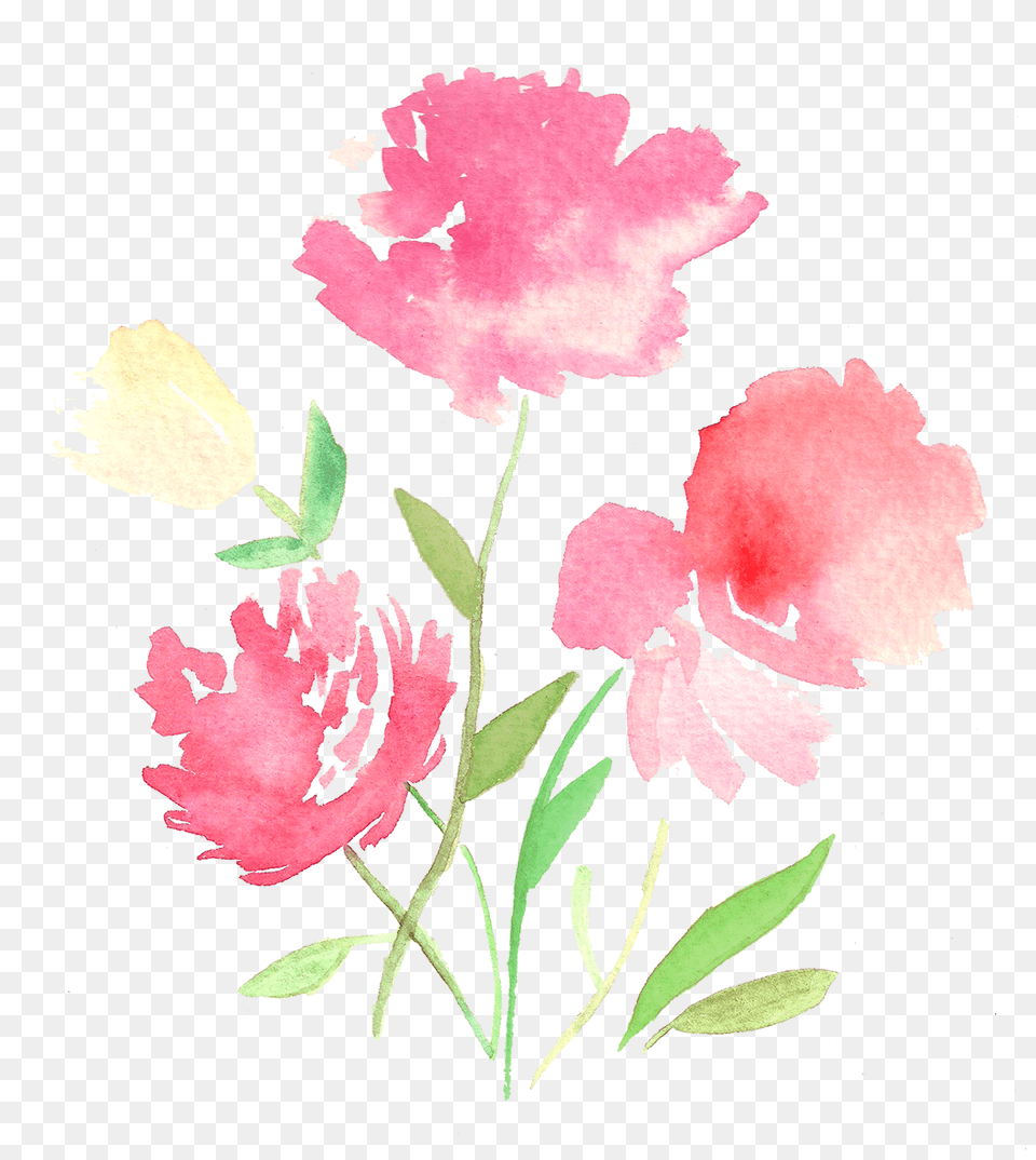 Thank You Tulip, Carnation, Flower, Plant, Rose Png
