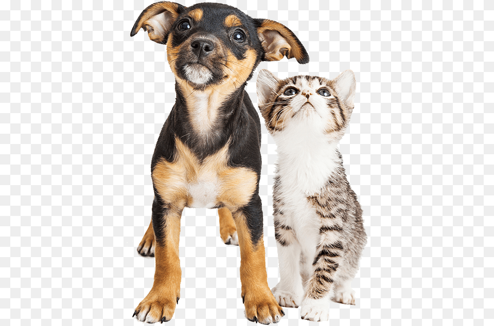 Thankful For Second Chances, Animal, Canine, Dog, Mammal Free Transparent Png