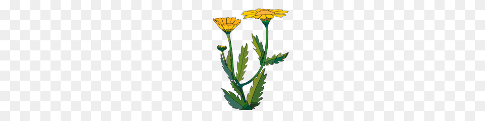 Thanks For Sowing A Corn Marigold Grow Wild, Daisy, Flower, Plant Png