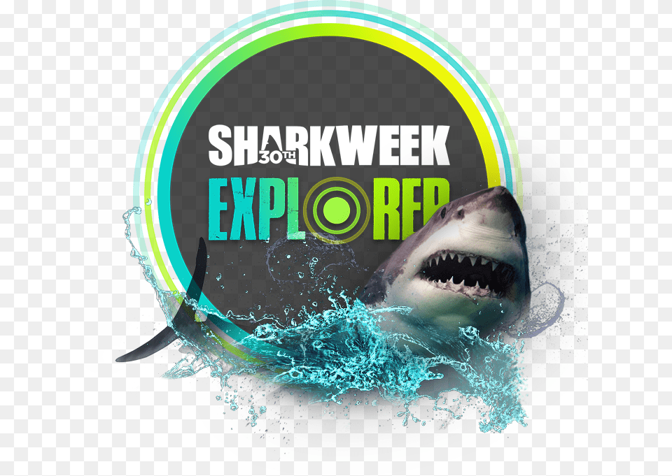 Thanks For Visiting Shark Explorer We39ll Be Bringing Sharks Discover Their Underwater World Book, Animal, Sea Life, Fish, Advertisement Free Png Download