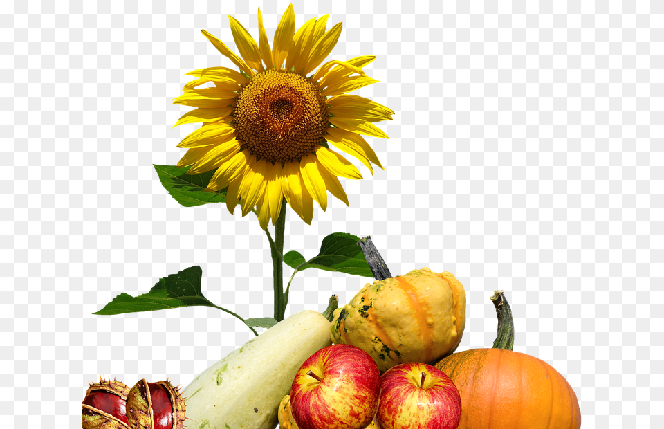 Thanksgiving, Flower, Plant, Sunflower, Apple Free Png Download