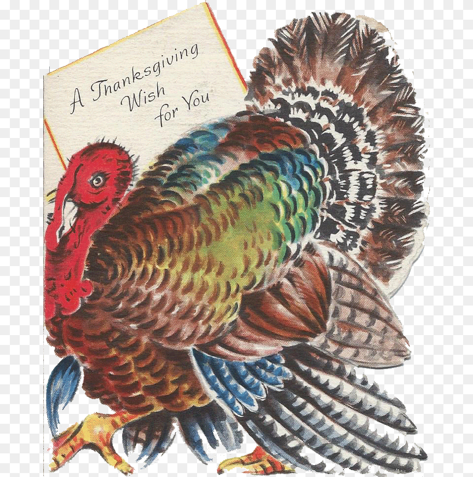 Thanksgiving And Fall Dcor Turkey, Animal, Bird, Fowl, Poultry Png
