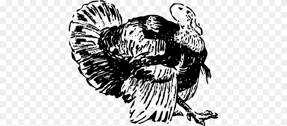 Thanksgiving Black And White Turkey, Animal, Poultry, Turkey Bird, Fowl Free Png