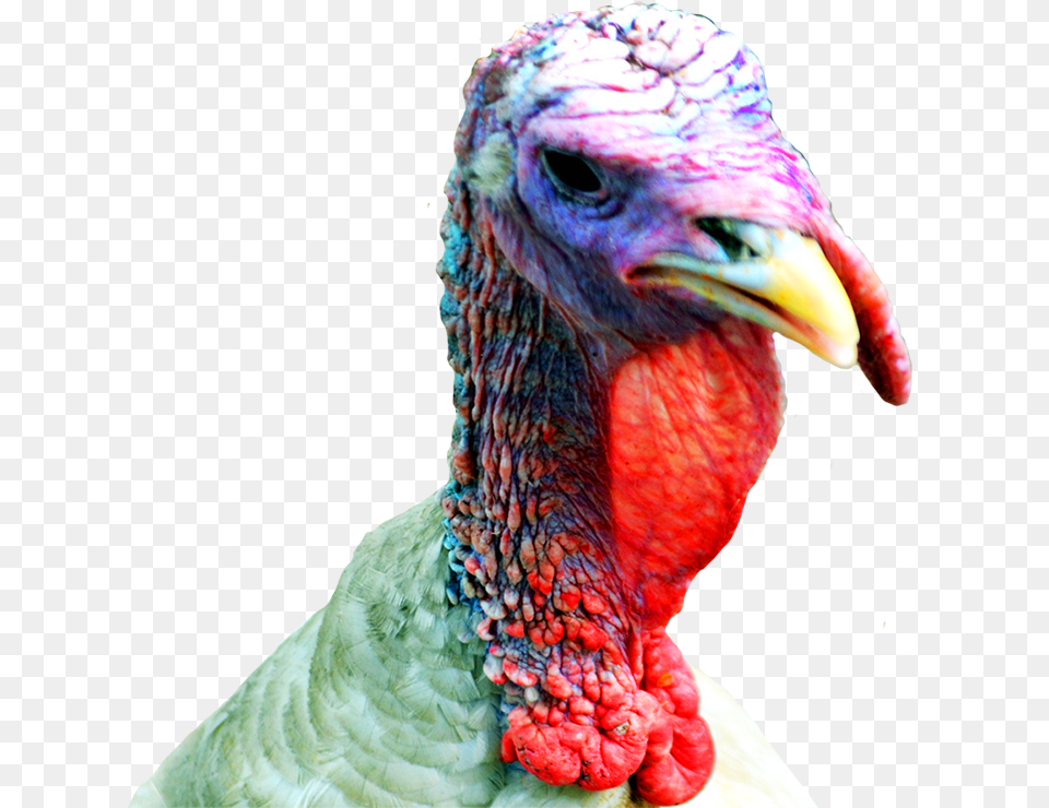 Thanksgiving Clipart Turkey Head Turkey Head Transparent, Animal, Beak, Bird, Fowl Free Png Download