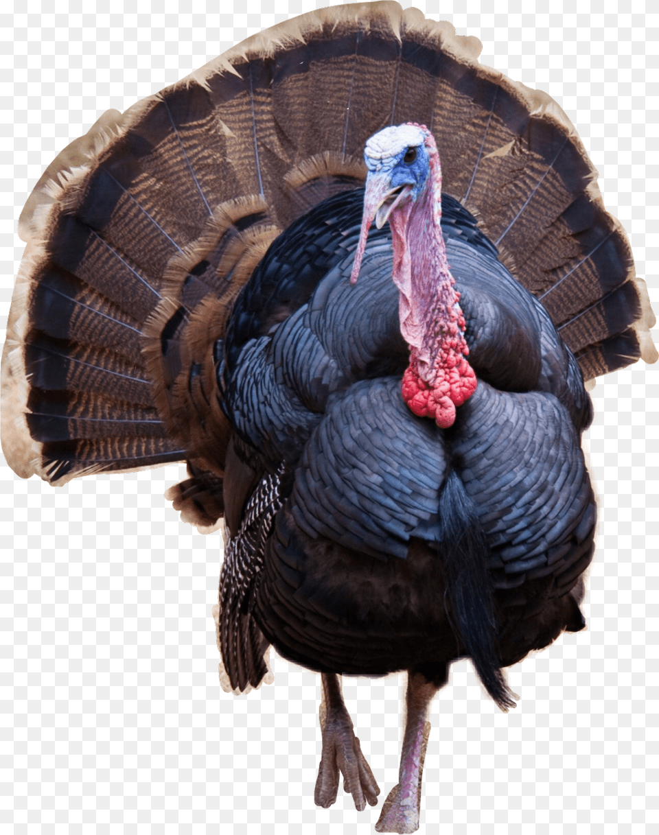 Thanksgiving Donald Trump Turkey, Animal, Bird, Fowl, Poultry Png Image
