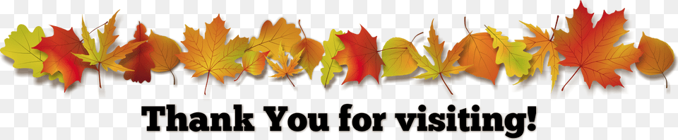 Thanksgiving Leaves, Leaf, Plant, Tree, Maple Free Png