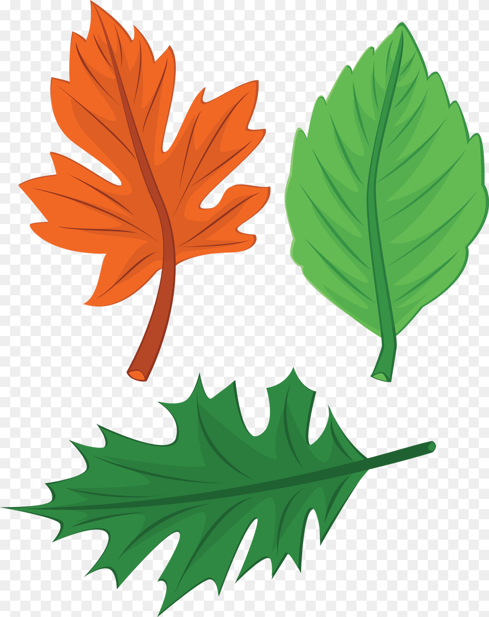 Thanksgiving Leaves, Leaf, Plant, Tree, Maple Leaf Free Png