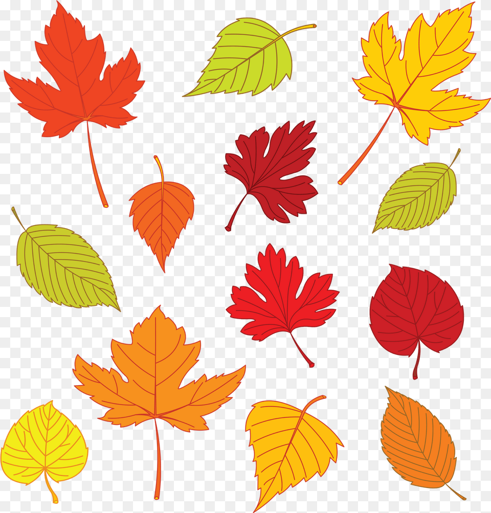 Thanksgiving Leaves Leaf Drawing Template Autumn Autumn Leaves Illustration, Plant, Tree, Maple Leaf, Maple Free Transparent Png