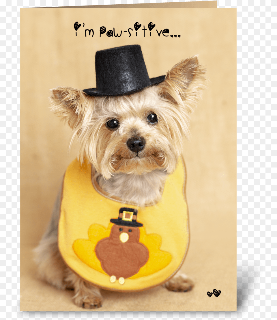 Thanksgiving Puppy Greeting Card, Clothing, Hat, Animal, Canine Png