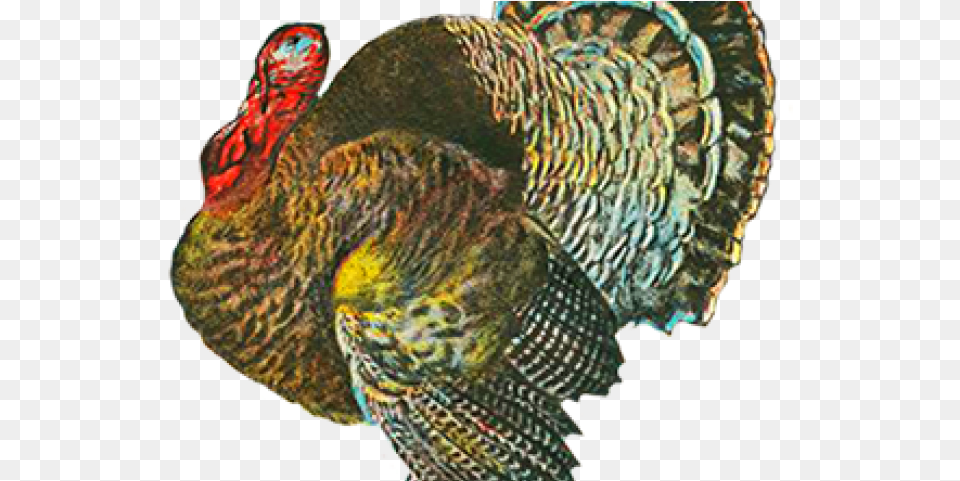 Thanksgiving Transparent Images Turkey, Animal, Bird, Fowl, Poultry Free Png Download