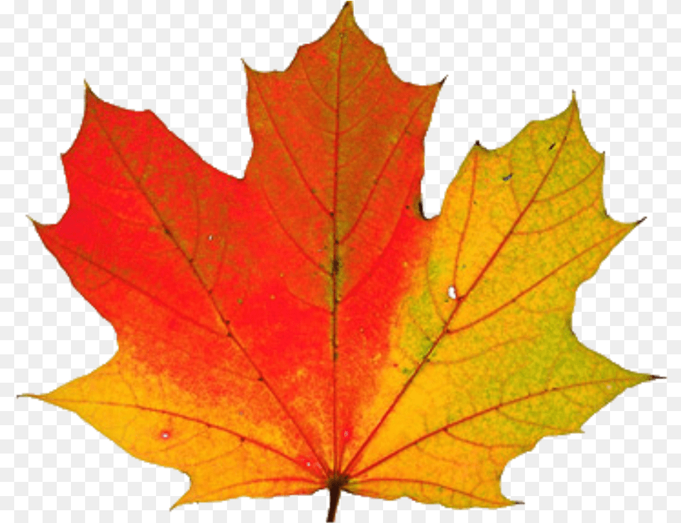 Thanksgiving Transparent Thanksgiving, Leaf, Plant, Tree, Maple Png