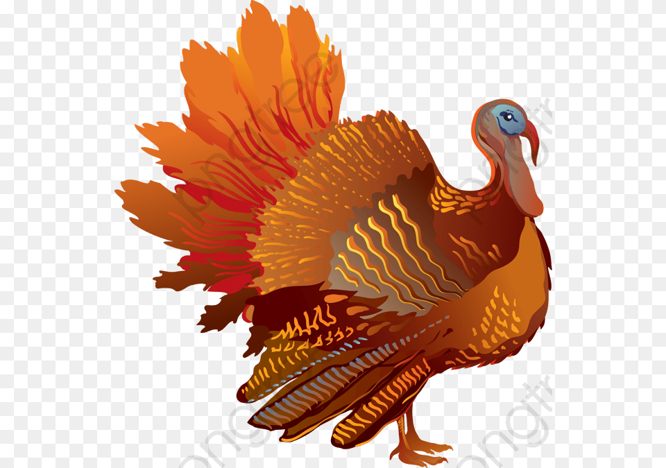Thanksgiving Turkey Feathers Clip Art, Animal, Bird, Fowl, Poultry Png Image