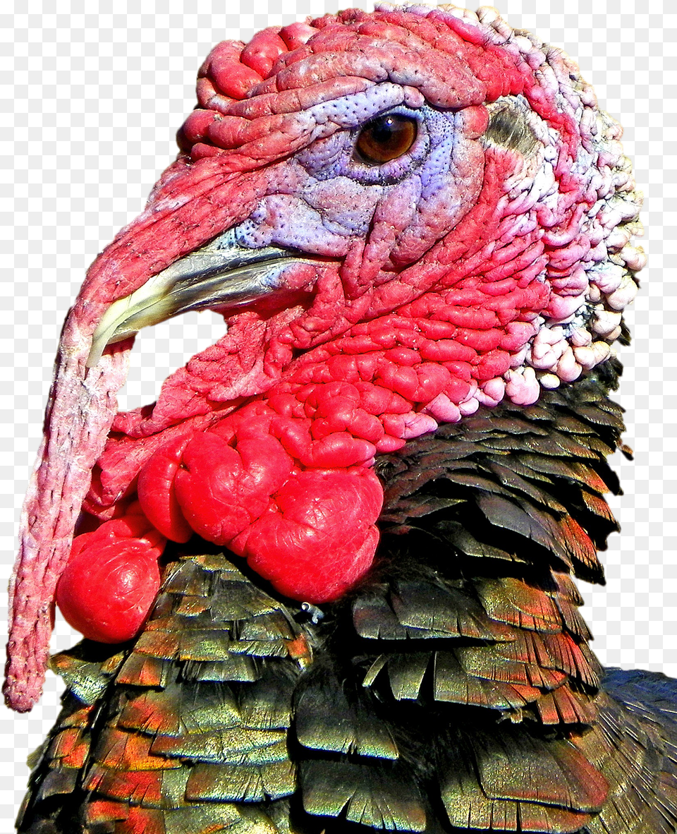 Thanksgiving Turkey Head Image Png