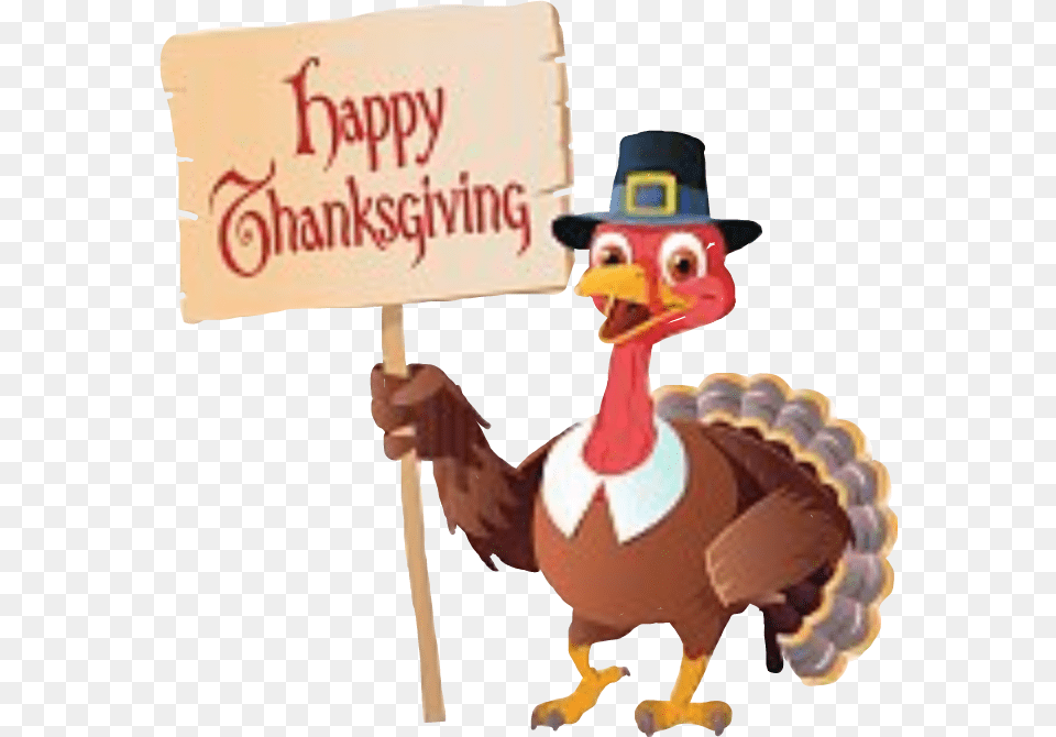 Thanksgiving Turkey Pilgrim Thanksgiving Turkey Cartoon, Animal, Beak, Bird, Baby Png Image