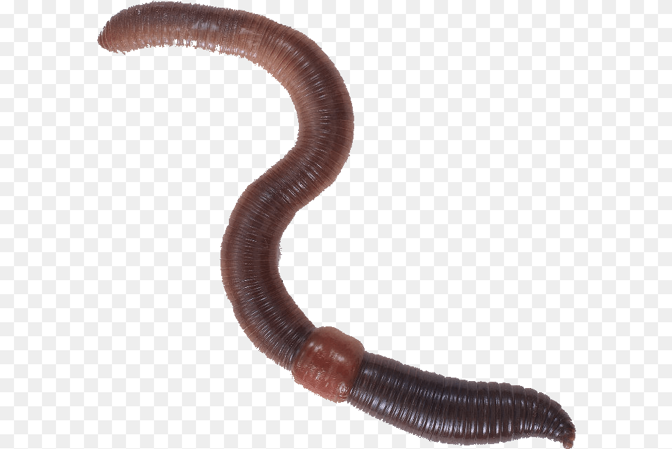 Thanolekgolo Worm Transparent Background, Animal, Insect, Invertebrate, Soil Png Image