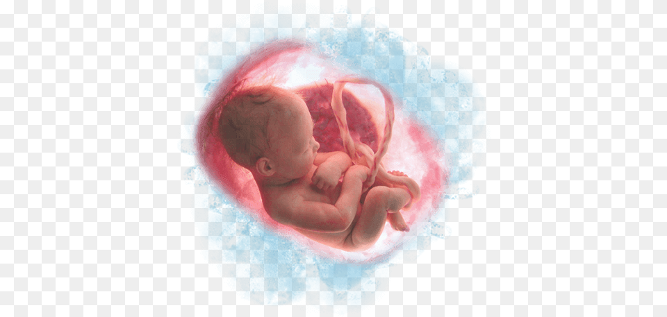 That Supports Women In Unplanned Or Crisis Pregnancy Handbook Of Embryogenesis, Baby, Person Png Image