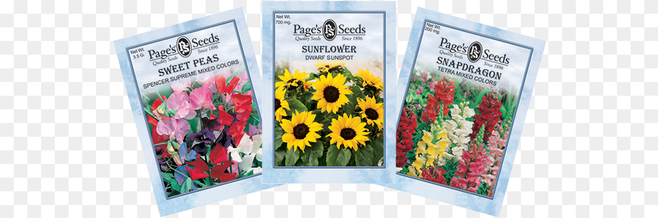 The, Advertisement, Poster, Flower, Plant Png