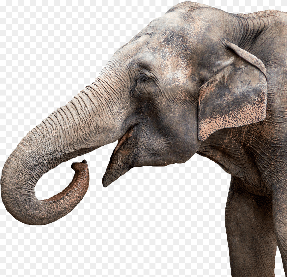 The 2018 Carden International Circus Show Growing And Changing Let39s Investigate Life Cycles, Animal, Elephant, Mammal, Wildlife Free Transparent Png