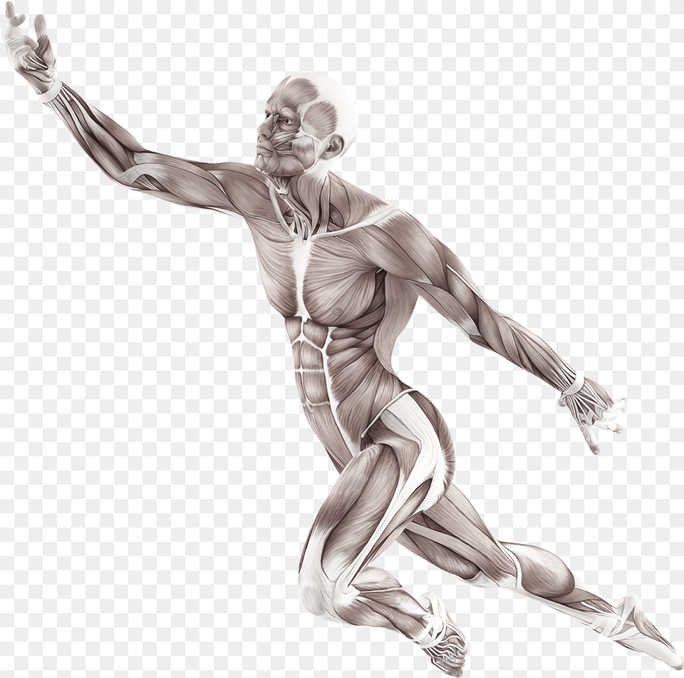 The 4 Quadrant Model Motion Of Human Body, Adult, Man, Male, Leisure Activities Png