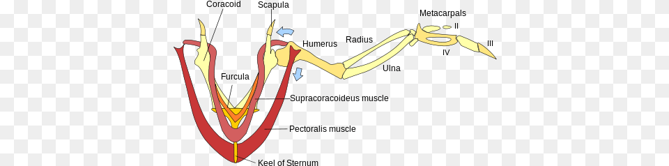 The Above Graphic Shows The Major Flight Muscles Flight Muscles Of Pigeon, Smoke Pipe Free Png Download