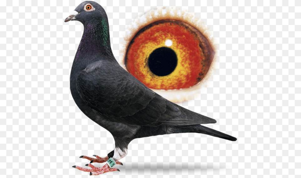 The Absolute Superstar In International Pigeon Racing Pigeon Racing Homer Picture, Animal, Bird, Dove Free Png