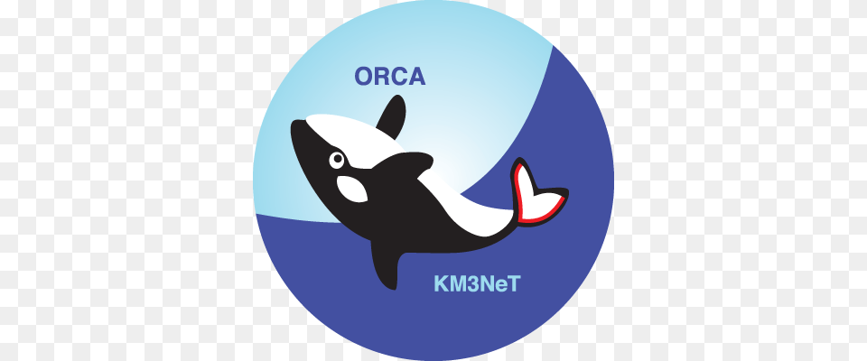 The Aim Of Orca Is To Measure The Neutrino Mass Hierarchy Km3net Orca, Animal, Sea Life, Mammal, Bird Free Transparent Png