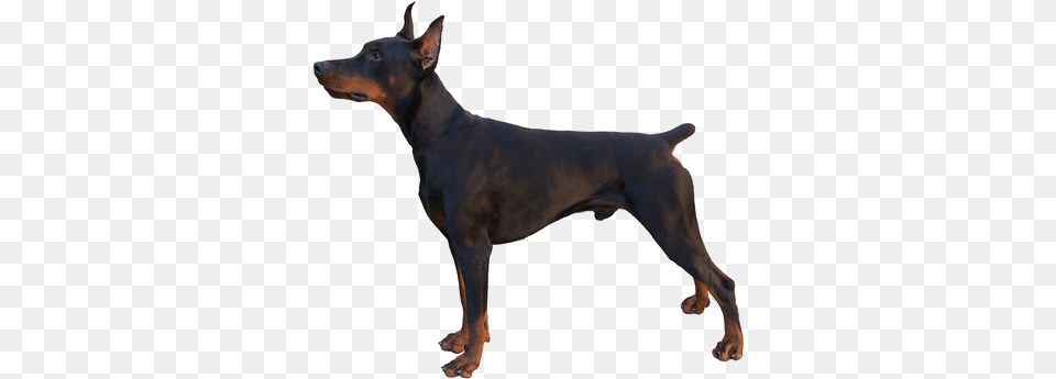 The American Kennel Club Holds Control Of The Breed Beware Of Doberman Dog Sign, Animal, Canine, Mammal, Pet Free Png