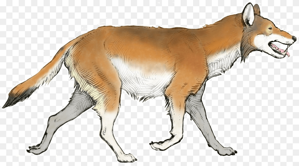 The American Museum Journal Canis Dirus, Animal, Canine, Mammal, Red Wolf Free Png Download