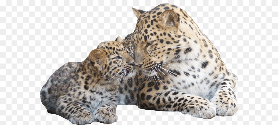 The Amur Leopard And Tiger Alliance Is An Initiative Amur Leopard Family, Animal, Mammal, Panther, Wildlife Free Png Download