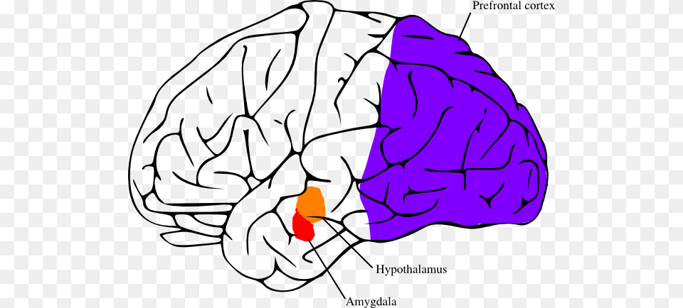 The Amygdala And Hypothalamus Fired Up In Fight Or Brain Clip Art, Food, Produce, Leafy Green Vegetable, Plant Png Image