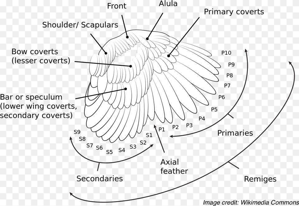 The Anatomy And Nomenclature Of A Bird39s Wing Feathers Diagram, Animal, Bird, Flying Free Png Download