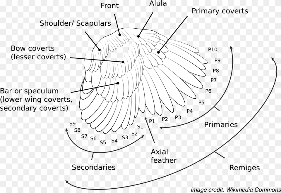 The Anatomy And Nomenclature Of A Birds Wing Feathers Primary Covert Feathers, Animal, Bird, Flying Free Transparent Png