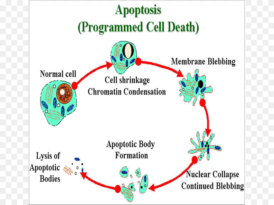 The Animal Cell Is Unique Because It Has The Self Destruct Cell Apoptosis, Diagram Png Image