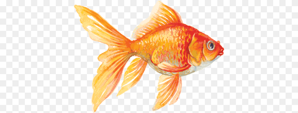 The Arts Image Pbs Goldfish Clipart, Animal, Fish, Sea Life Free Transparent Png