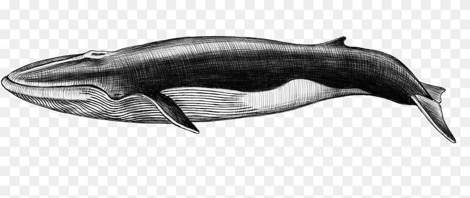 The Atavist Magazine Sei Whale Pngamong The Baganda People Of Uganda, Animal, Fish, Mammal, Sea Life Png