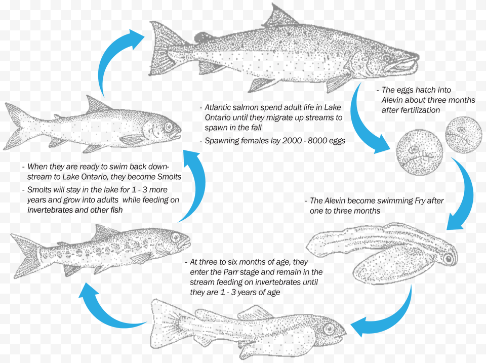 The Atlantic Salmon Life Cycle Trout, Animal, Fish, Sea Life Png