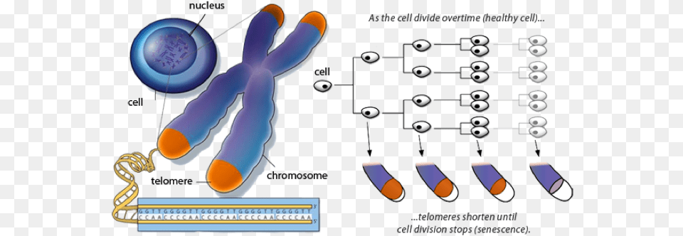 The Authors Propose A Few Causal Explanations For The Telomeres And Aging, Electronics, Hardware, Smoke Pipe, Computer Hardware Png Image