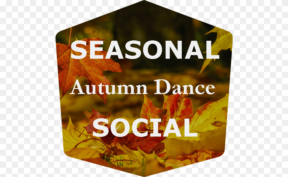 The Autumn Dance, Leaf, Plant, Tree, Maple Free Png Download