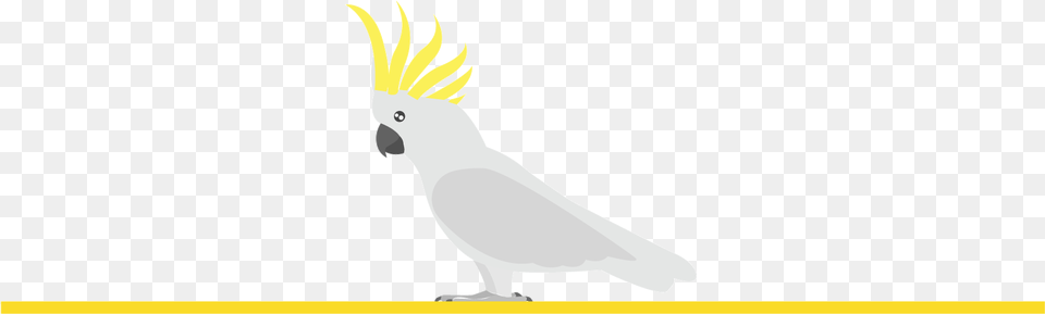 The Average Longevity Of A Cockatoos Parrot Is 50 To Sulphur Crested Cockatoo, Animal, Bird Free Transparent Png