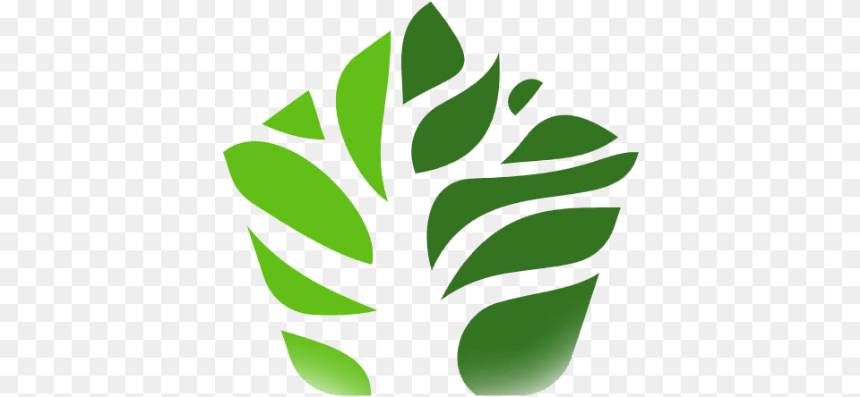 The Banyan Tree Or Indian Fig Tree Is Considered Sacred Logo, Plant, Leaf, Green, Herbs Free Transparent Png