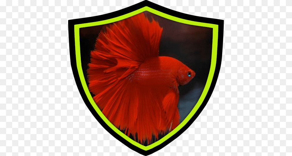 The Beauty Of Betta Fish Apk, Animal, Sea Life Png