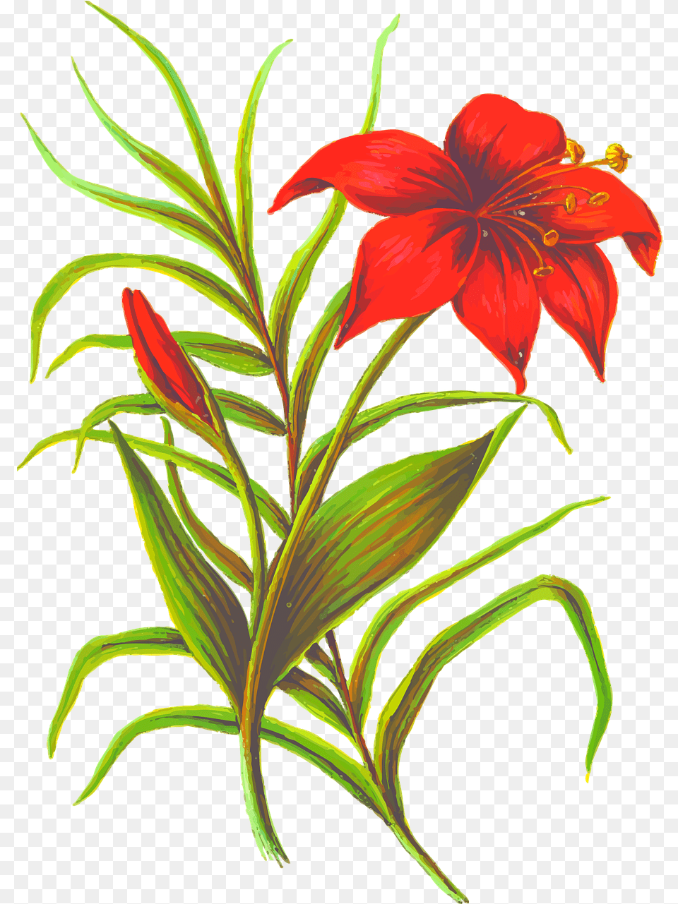 The Best Drawings Of Wild Flowers 23 Ideas Howtodraw In Flower Leaf, Plant, Lily Free Transparent Png