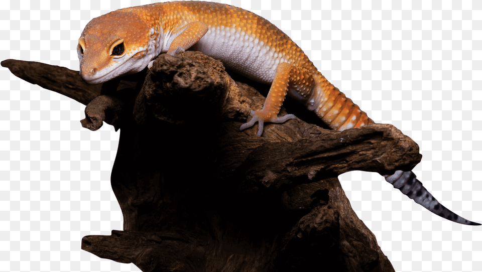 The Best Exotic Reptile Shows In Usa Exotic Reptile, Animal, Gecko, Lizard Png