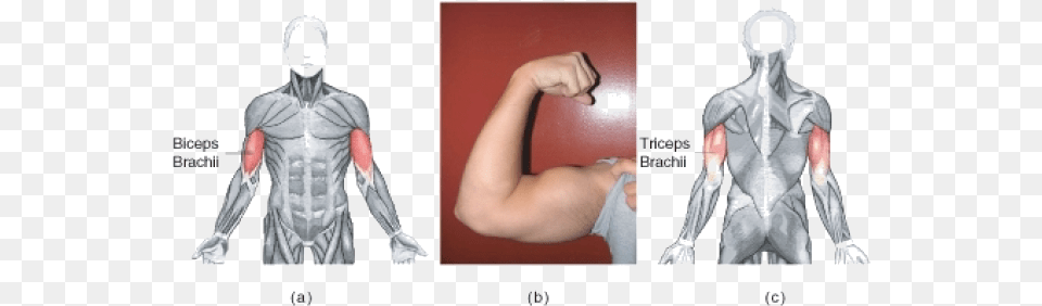 The Biceps Brachii And Triceps Brachii Act As An Atagonistic Bicep Muscle Highlighted, Adult, Male, Man, Person Png Image