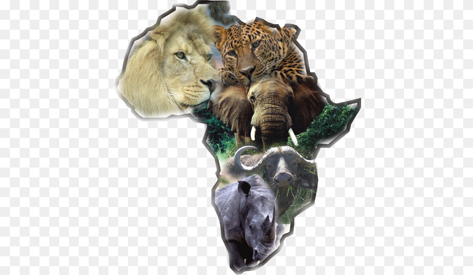 The Big 5 Is One Of The Most Amazing Experience On Big 5 Animals Logo, Animal, Lion, Mammal, Wildlife Free Png Download