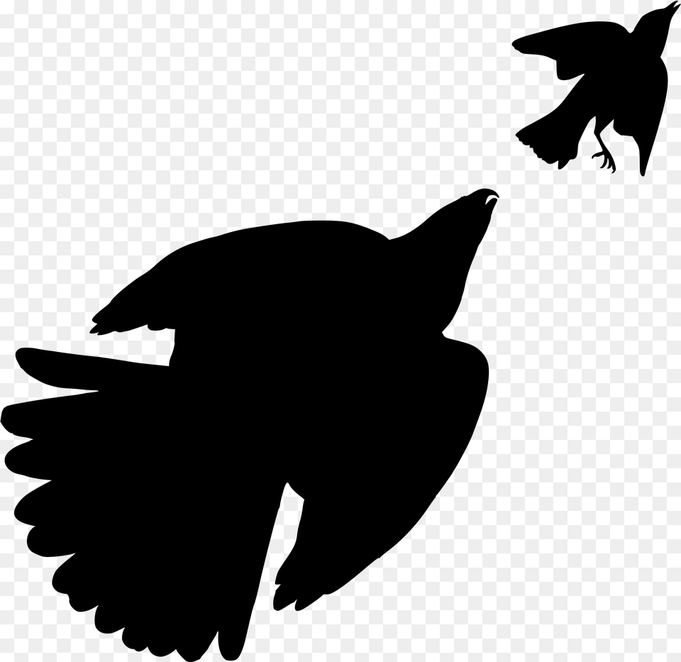 The Birds Of America Cooper S Hawk Bird Of Prey Bird Silhouette Jay, Gray Png