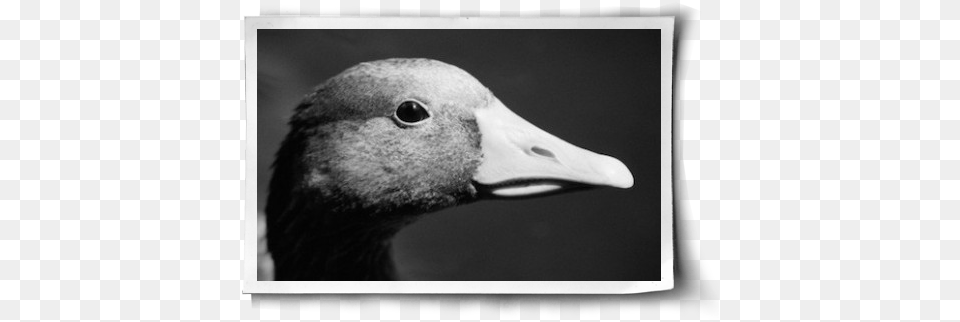 The Birds Of The Down Industry Post Image Feather, Animal, Beak, Bird, Duck Free Png Download